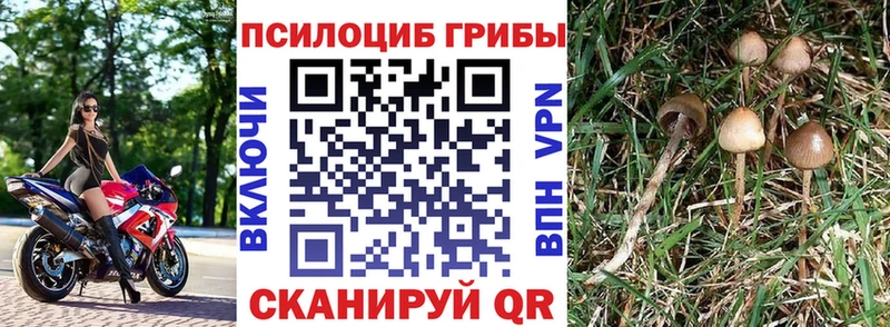 Псилоцибиновые грибы GOLDEN TEACHER закладки blacksprut ССЫЛКА Дагестанские Огни